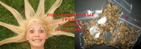 PSILOCYBIN Бородино